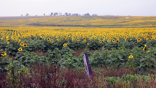 Darling Downs